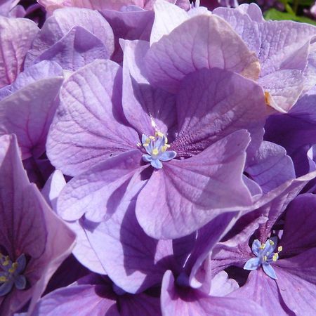 Готель A L'Ombre Des Pommiers Ergue-Gaberic Екстер'єр фото
